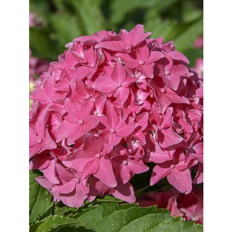 Hortensia 'Tovelit' Pot de 2L/3L (1/4)