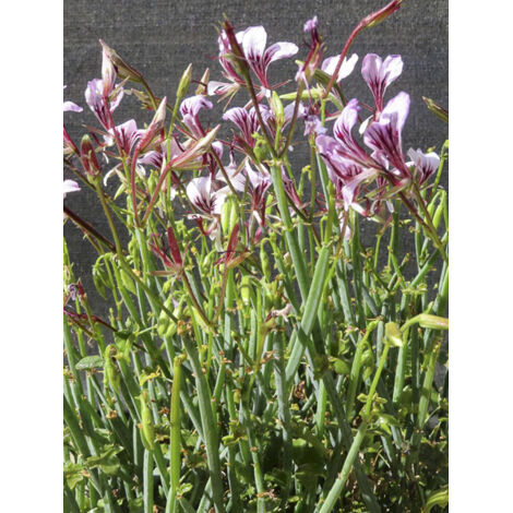Pelargonium tetragonum Godet de 8/9 cm (1/2)