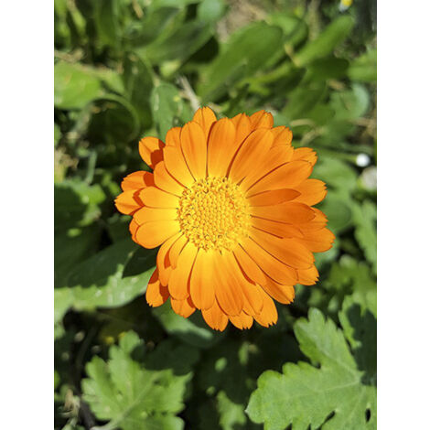 Souci des jardins 'orange simple' le sachet de 200 graines (1,5g) (1/2)
