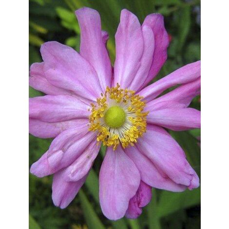 Anémone du Japon 'Rubra Plena' Godet de 8/9 cm (1/2)