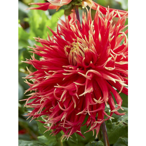 Dahlia dentelles 'Showntell' Bulbe calibre I (1/2)