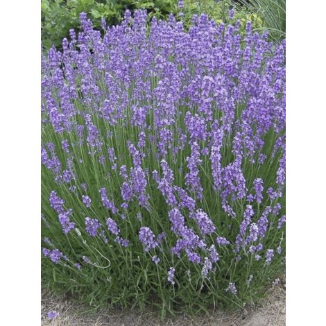Lavande 'Phenomenal' – Godet 8/9 cm – Exposition soleil – Résistante aux hivers humides – Floraison estivale parfumée
