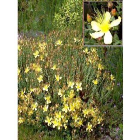 Millepertuis du Mont Olympe Godet de 8/9 cm (1/5)