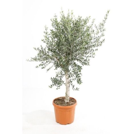 Olivier sur tige Pot de 7,5L/10L, 1/2 de tige