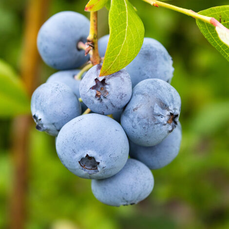 Myrtille d'Amérique 'Rubel' Godet de 8/9 cm 15/20cm