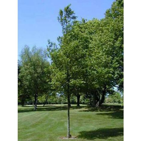 Charme commun, Charmille Pot de 4L/5L