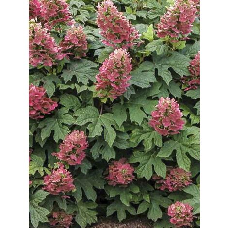 Hortensia à feuilles de chêne 'Ruby Slippers' Pot de 3L/4L (1/4)