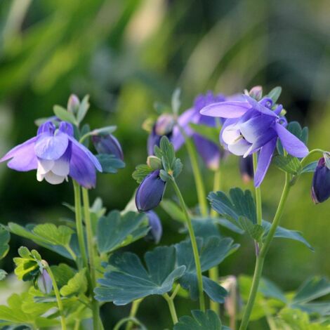 Ancolie naine 'Cameo Blue White' Godet de 8/9 cm (1/2)