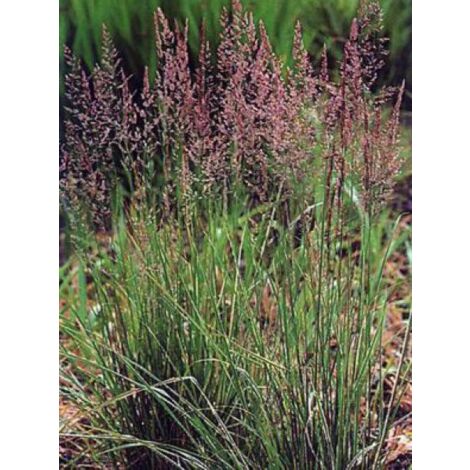 Calamagrostide 'Overdam' Godet de 8/9 cm