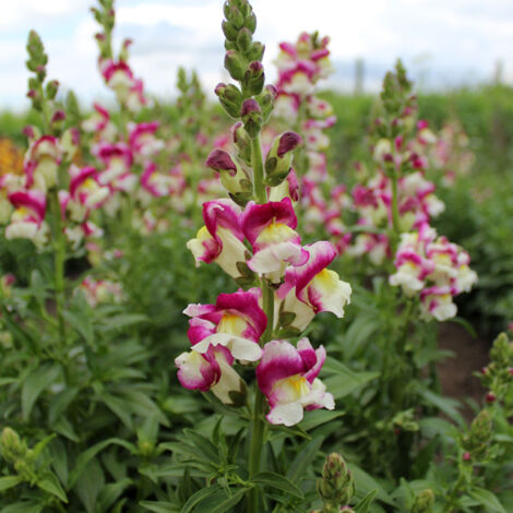Graines de Muflier Cherry Twist - Antirrhinum majus le sachet de 1500 graines (0,25g) (1/2)