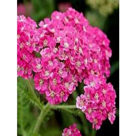 Achillée millefeuille 'Excel' Godet de 8/9 cm (1/2)