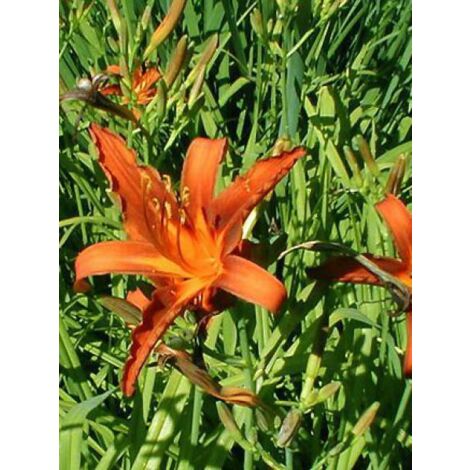 Lis d'un jour, Hémérocalle 'Sammy Russel' Godet de 8/9 cm