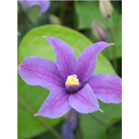 Clématite integrifolia 'Arabella' Pot de 1,5L/2L