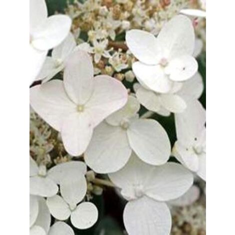 Hortensia paniculé 'Wim's Red'® Pot de 3L/4L (1/5)