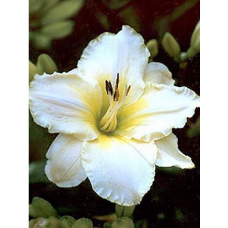 Lis d'un jour, Hémérocalle 'Artic Snow' Godet de 8/9 cm (1/5)