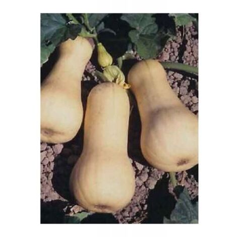Courge musquée 'Waltham Butternut' le sachet de 18 graines (3g) (1/2)