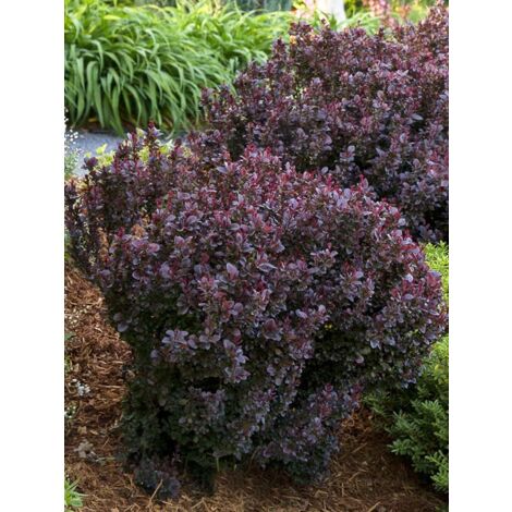 Épine-vinette de Thunberg 'Concorde' Pot de 2L/3L (1/4)