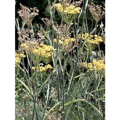 Fenouil 'Giant Bronze'