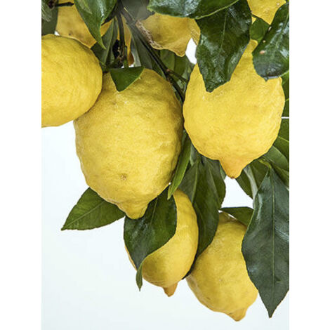 Citronnier 'Femminello Incappucciato' Pot de 4L/5L, 1/4 de tige