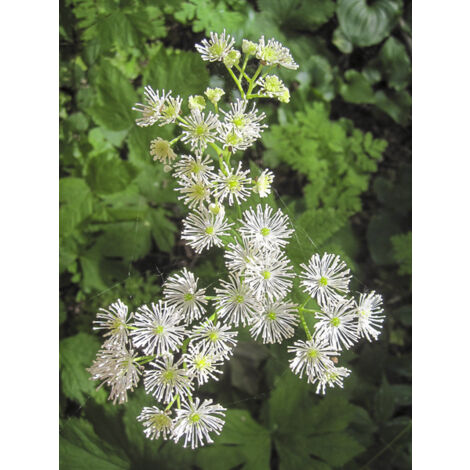 Trautvetteria caroliniensis Godet de 8/9 cm (1/2)