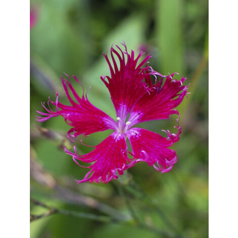 Œillet à plumet 'Crimsonia' le sachet de 850 graines (0,5g) (1/2)