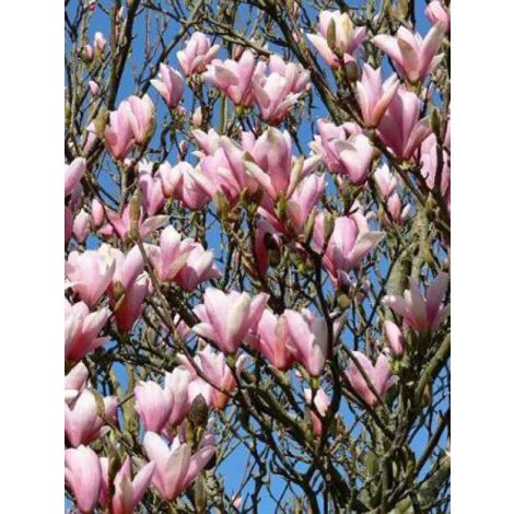 Magnolia  'Heaven Scent' Pot de 12L/15L (1/5)