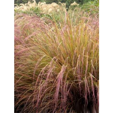 Stipa arundinacea Godet de 8/9 cm