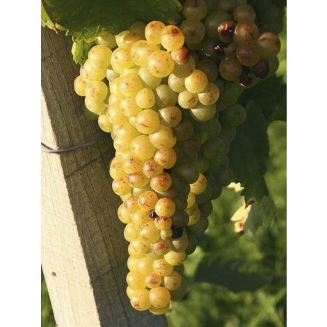 Vigne 'Muscat Petits Grains' Pot de 2L/3L