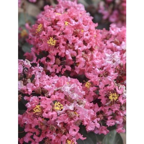 Lilas des Indes 'Coral Magic' Pot de 2L/3L (1/5)