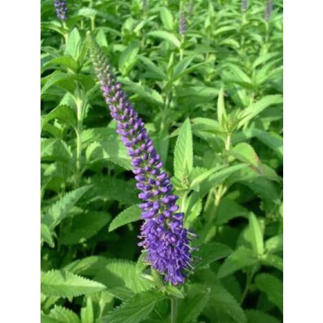 Véronique à longues feuilles 'Blauriesin' Godet de 8/9 cm (1/3)