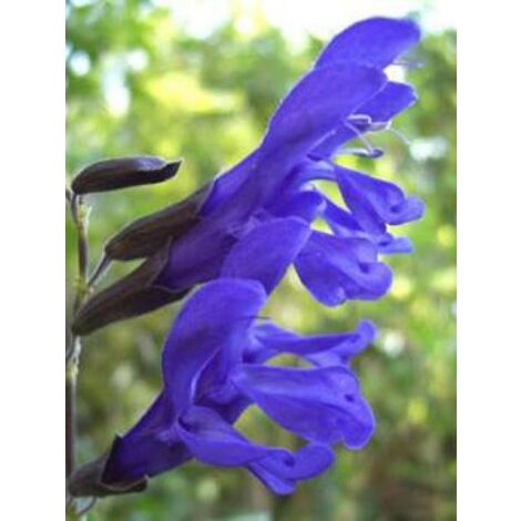 Sauge 'Black and Blue' Godet de 7/8 cm