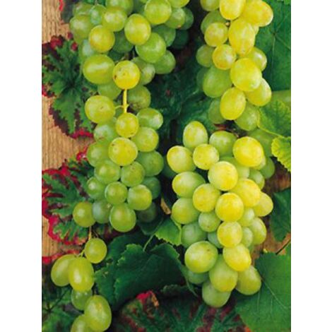 Vigne 'Vroege van der Laan' Pot de 1,5L/2L (1/2)