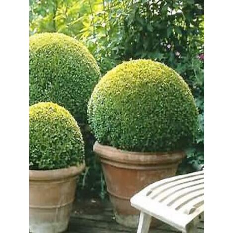 Buis commun '-taillé en boule-' Pot de 2L/3L, Boule
