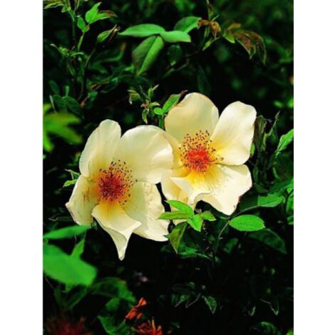 Rosier arbuste 'Golden Wings' Pot de 4L/5L