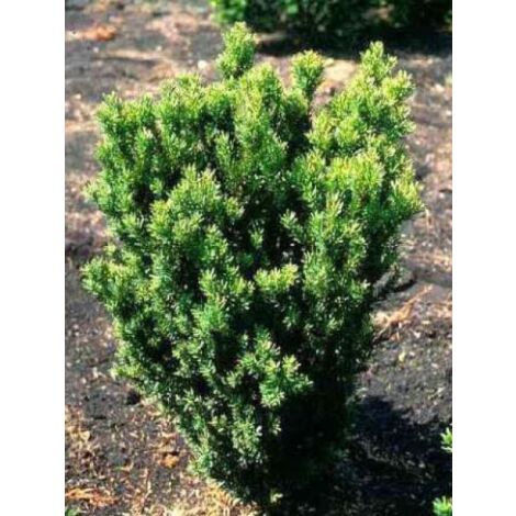 If 'Hillii' Godet de 8/9 cm