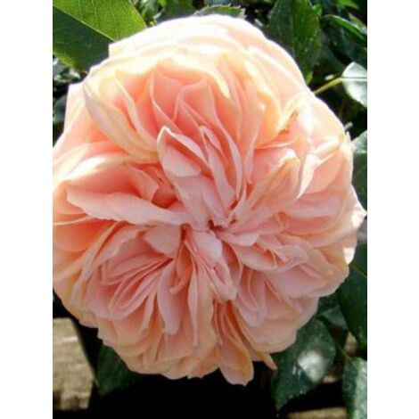Rosier arbuste 'Garden of Roses'® Pot de 4L/5L (1/3)