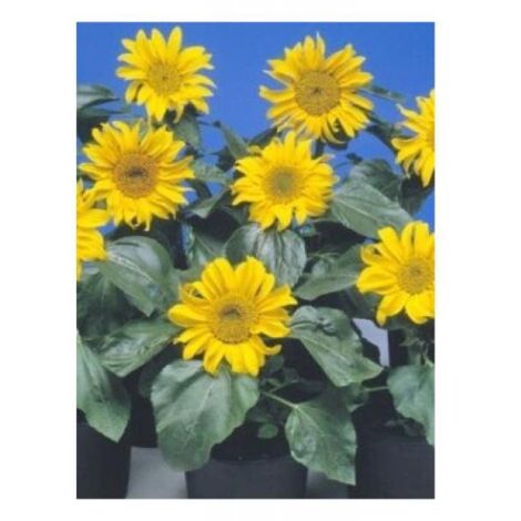 Soleil nain 'Sunpot' le sachet de 60 graines (3g) (1/2)