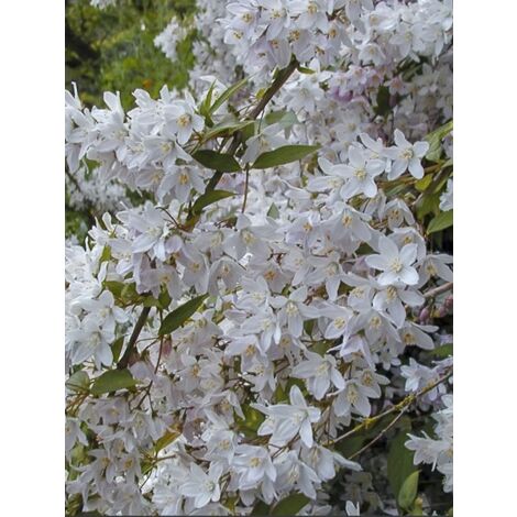 Deutzia monbeigii Pot de 2L/3L (1/5)