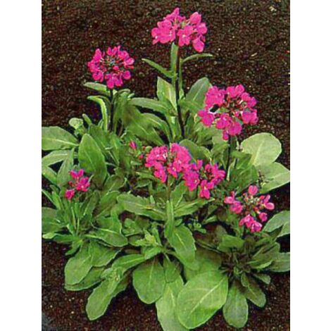 Arabette de Californie 'Frühlingzauber' Godet de 8/9 cm (1/2)