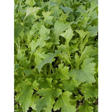Chou à feuilles de navet 'Namenia' le sachet de 1250 graines (3g) (1/2)