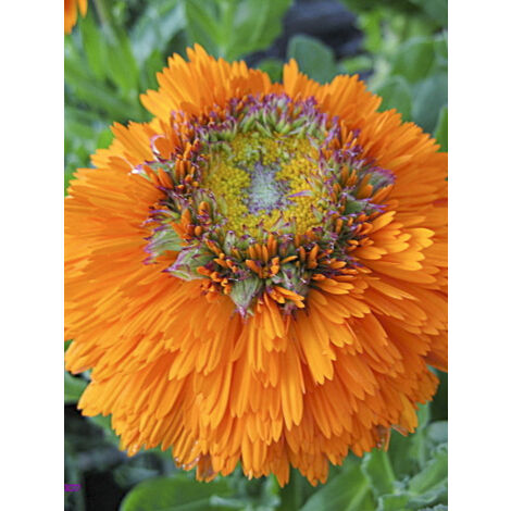 Souci des jardins 'Greenheart Orange' Sachet de 2.5g (1/2)