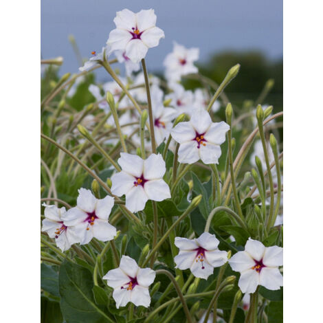 Belle-de-Nuit longiflora le sachet de 20 graines (3g) (1/2)