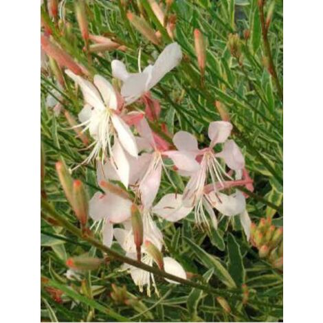 Gaura lindheimeri 'Corrie's Gold' Godet de 8/9 cm (1/4)