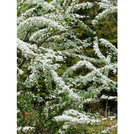 Spirée de Thunberg Pot de 3L/4L (1/4)