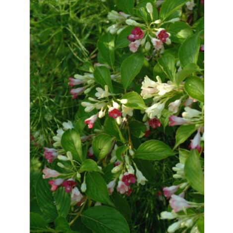 Weigela  'Marjorie' Pot de 2L/3L (1/2)
