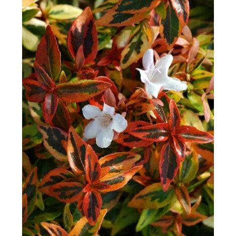 Abélia à grandes fleurs 'Kaleidoscope' Pot de 2L/3L (1/5)