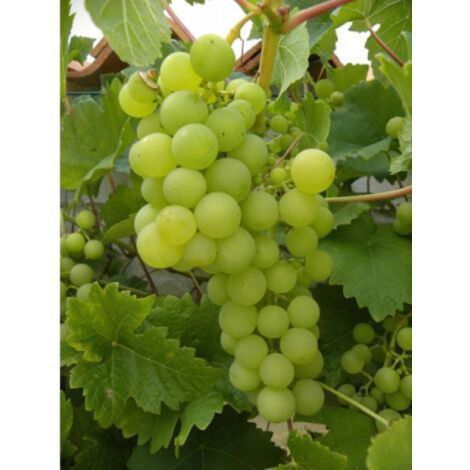Vigne 'Italia' Pot de 1,5L/2L