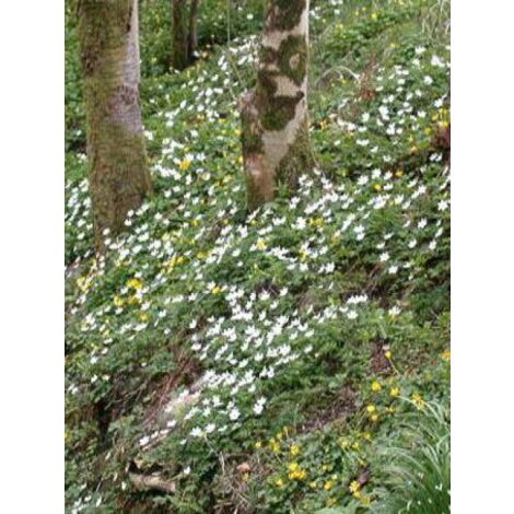 Anémone des bois, Anémone Sylvie Godet de 8/9 cm