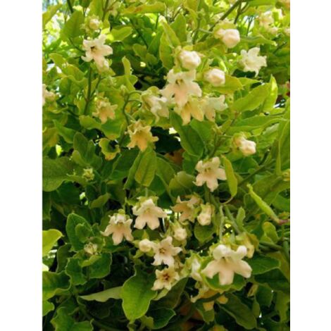 Araujia sericofera 'Alba' Pot de 1L/1,5L
