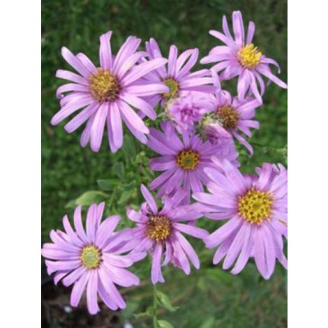 Oeil de Christ 'Rosa Erfüllung' Godet de 8/9 cm (1/4)